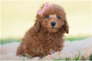 Rosalie - Mini Goldendoodle for sale