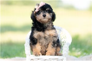 Diane - Goldendoodle, Mini for sale