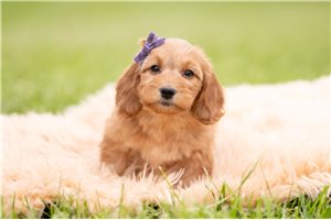 Bali - Goldendoodle, Mini for sale