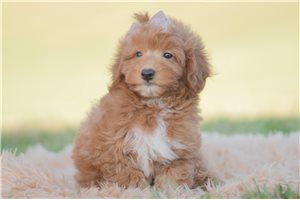 Roberto - Mini Goldendoodle for sale