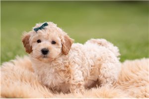 Nestor - Goldendoodle, Mini for sale