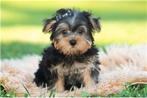 Farley - Morkie / Yorktese for sale