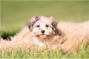 Penelope - Morkie / Yorktese for sale