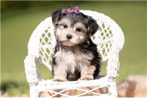Peggie - Morkie / Yorktese for sale