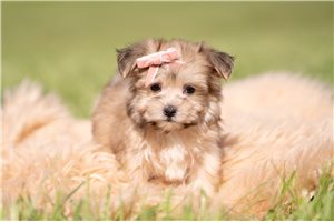 Penny - Morkie / Yorktese for sale