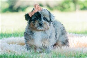 Vanna - Poma-Poo - Pomapoo for sale