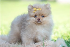 Mason - Pomeranian for sale