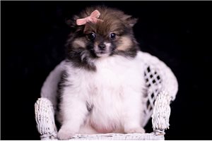 Alice - Pomeranian for sale