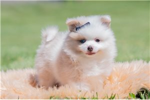 Vortimer - Pomeranian for sale