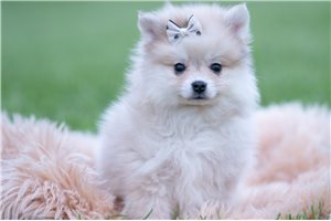 Hamilton - Pomeranian for sale