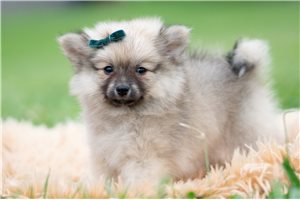 Hank - Pomeranian for sale