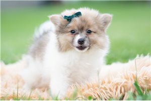 Herman - Pomeranian for sale