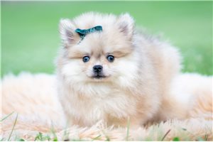 Flynn - Pomeranian for sale