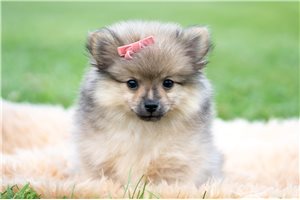 Francine - Pomeranian for sale