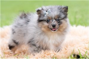 Oliver - Pomeranian for sale