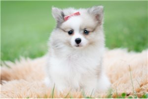 Hope - Pomeranian for sale