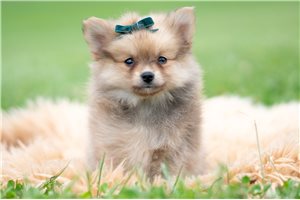 Henry - Pomeranian for sale