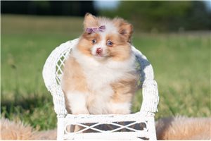 Shauna - Pomeranian for sale