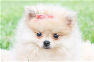 Gigi - Pomeranian for sale
