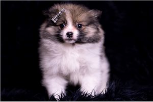 Aaron - Pomeranian for sale