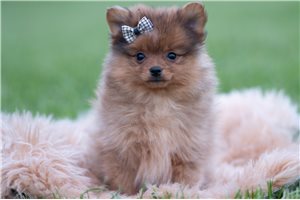 Grady - Pomeranian for sale