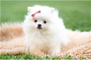 Fern - Pomeranian for sale