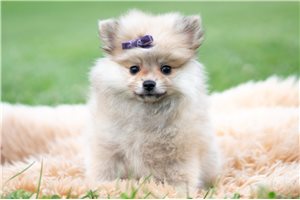 Florence - Pomeranian for sale