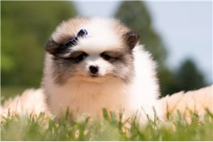 Nigel - Pomeranian for sale