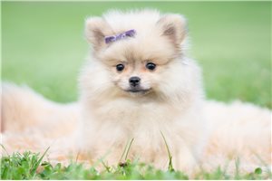 Foxy - Pomeranian for sale