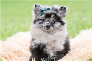 Olin - Pomeranian for sale
