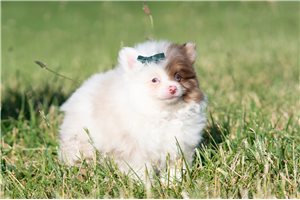 Bailey - Pomeranian for sale