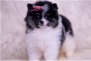 Nancy - Pomeranian for sale