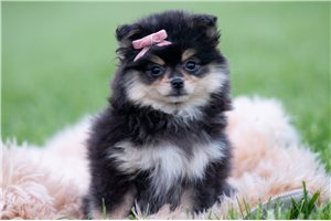 Gypsy - Pomeranian for sale