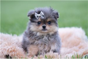 Gordon - Pomeranian for sale