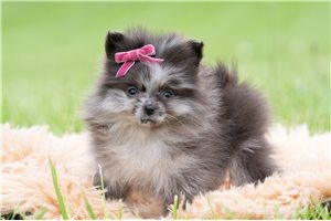 Olive - Pomeranian for sale