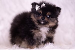 Noble - Pomeranian for sale