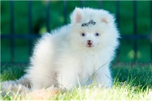 Vito - Pomeranian for sale
