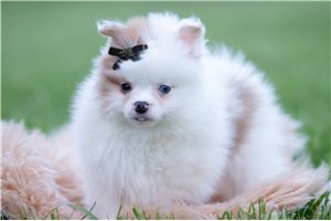 Halo - Pomeranian for sale