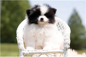 Nikau - Pomeranian for sale