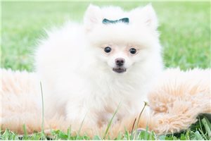 Garfield - Pomeranian for sale