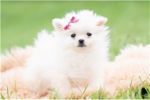 Octavia - Pomeranian for sale