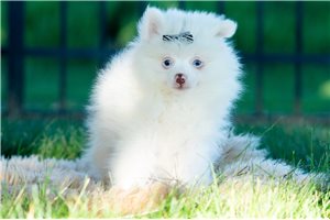 Vito - Pomeranian for sale