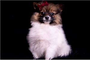 Addison - Pomeranian for sale