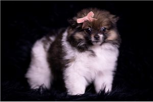 Alice - Pomeranian for sale