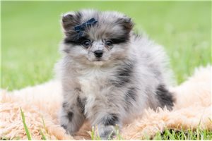 Omar - Pomeranian for sale