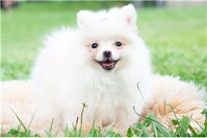 Gemma - Pomeranian for sale