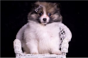 Aaron - Pomeranian for sale