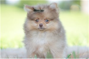 Mark - Pomeranian for sale