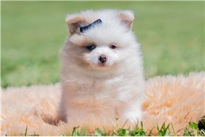 Vortimer - Pomeranian for sale
