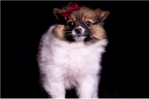 Addison - Pomeranian for sale